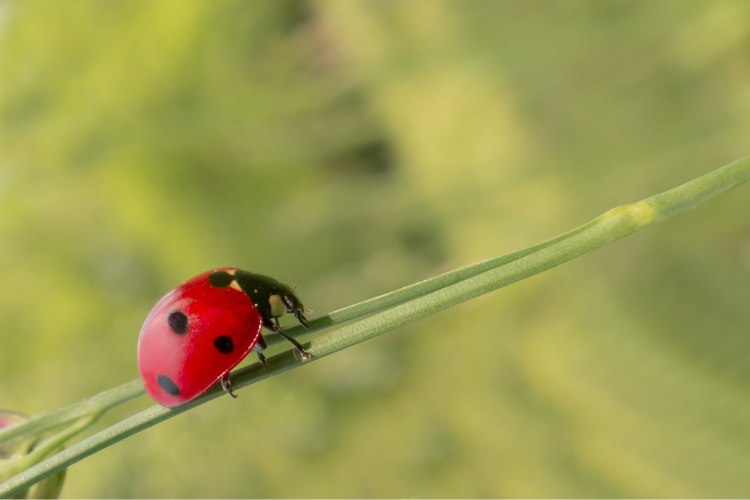 ladybug on a leaf