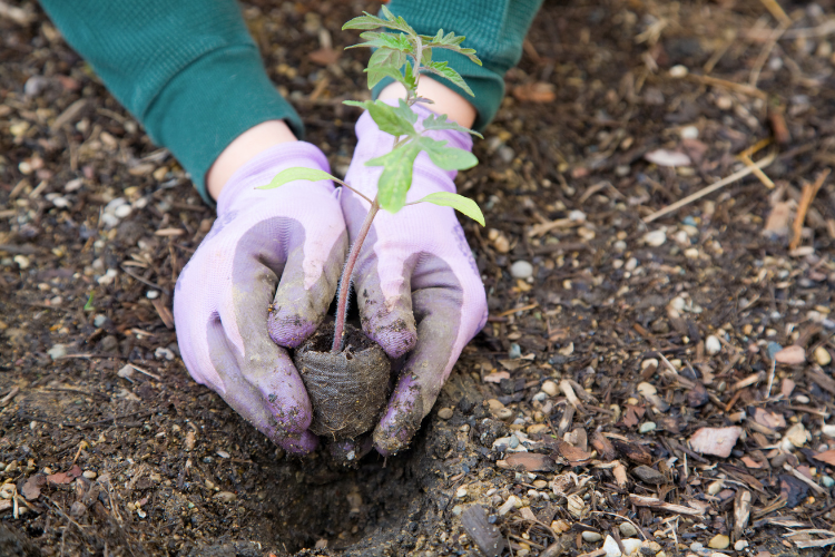 hands planting a sprout